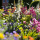 Illustration for article titled Peeking Inside the Hectic Floral Heaven of the Chelsea Flower Show